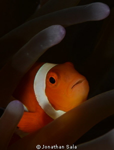 Clown Fish...catching by Jonathan Sala 